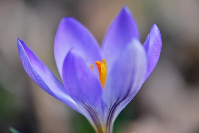 Crocus - šafrán - květ - detail